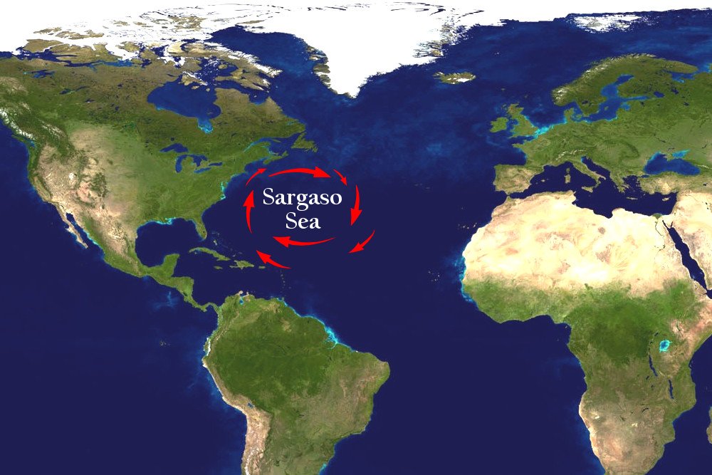  Sargasso Sea