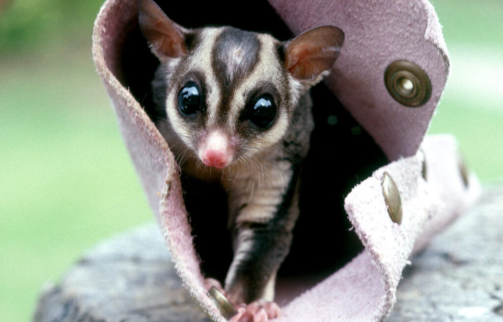 Cute Animals in Australia