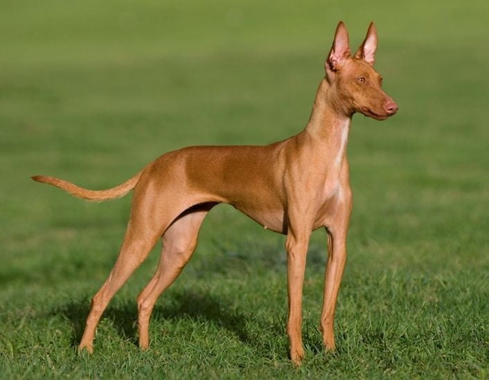 Dogs Breeds from Egypt