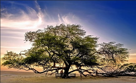 Life of Tree in Bahrain
