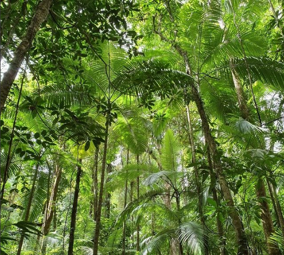 Rain Forest of Australia
