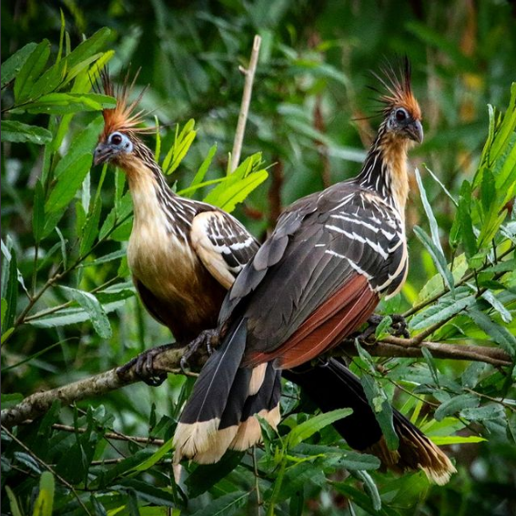 Birds from the Rainforest