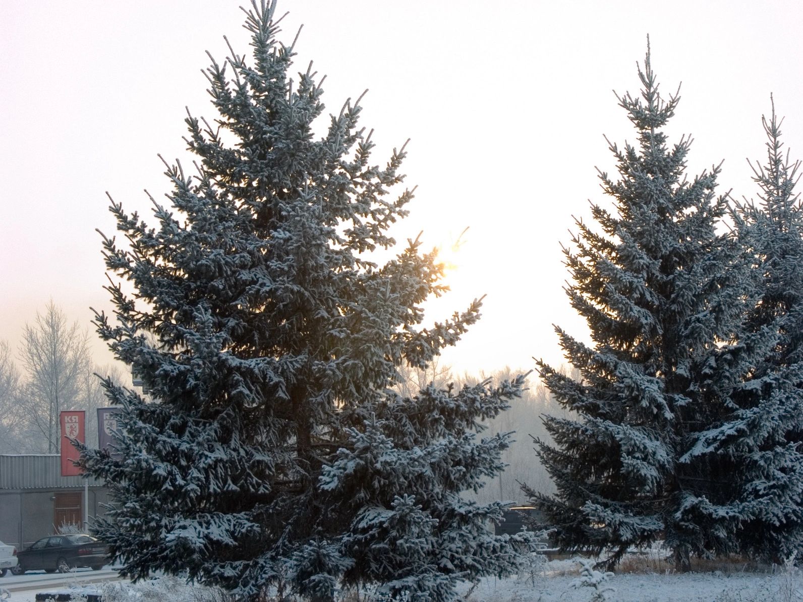 How Long Does a Real Christmas Tree Last Care Tips Included TTV