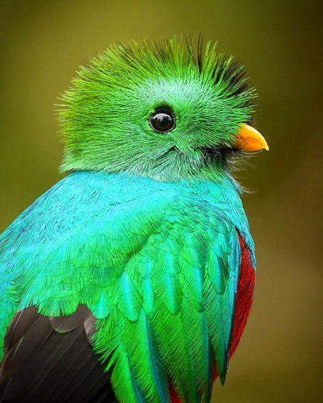 Birds of the Rainforest