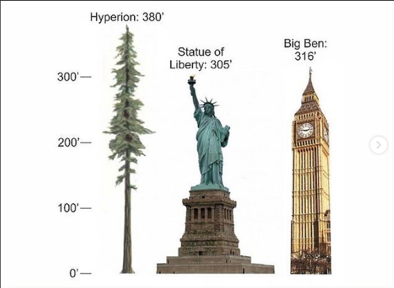 The Biggest Trees in the World
